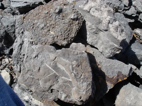 Fossils at Rockport