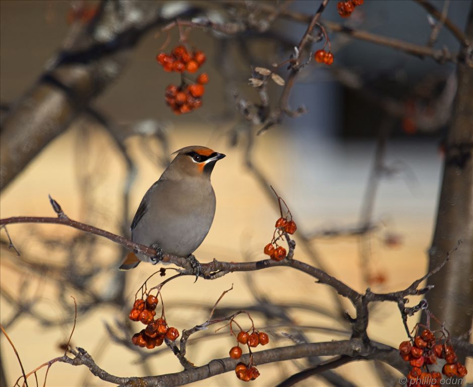 Bohemian Waxwing by Phil Odum
